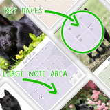 Schipperke Wall Calendar 2026