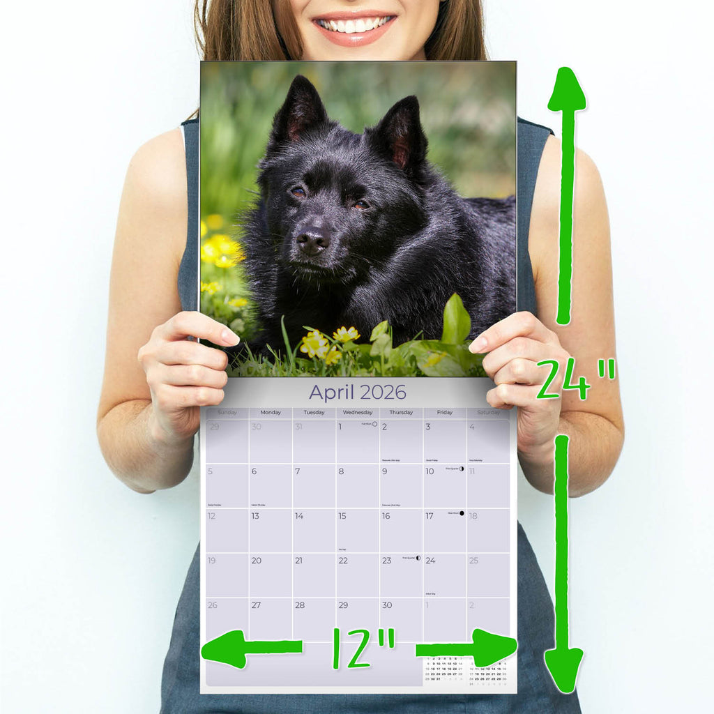 Schipperke Wall Calendar 2026