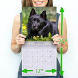 Schipperke Wall Calendar 2026