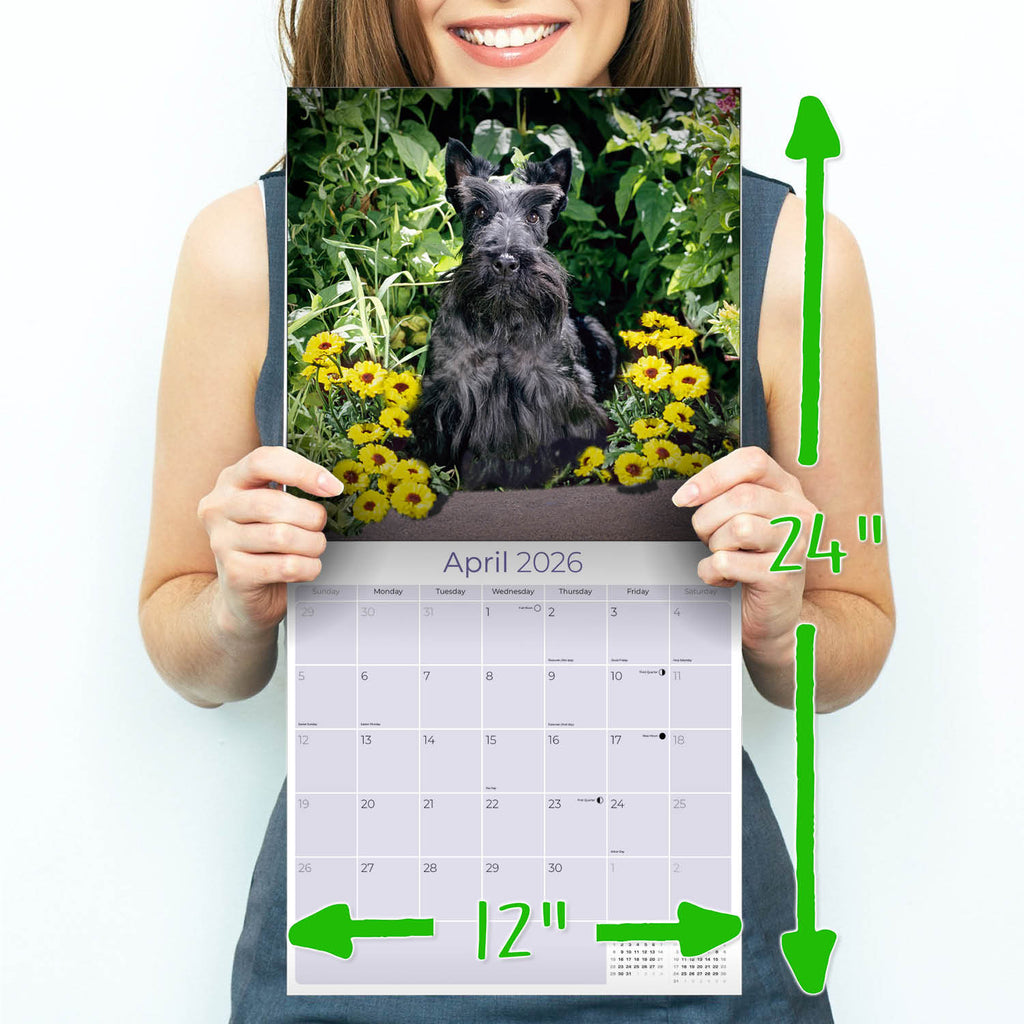 Scottish Terrier Wall Calendar 2026