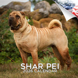 Shar Pei Wall Calendar 2026