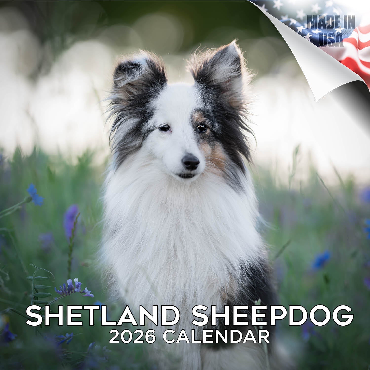 Shetland Sheepdog Wall Calendar 2026