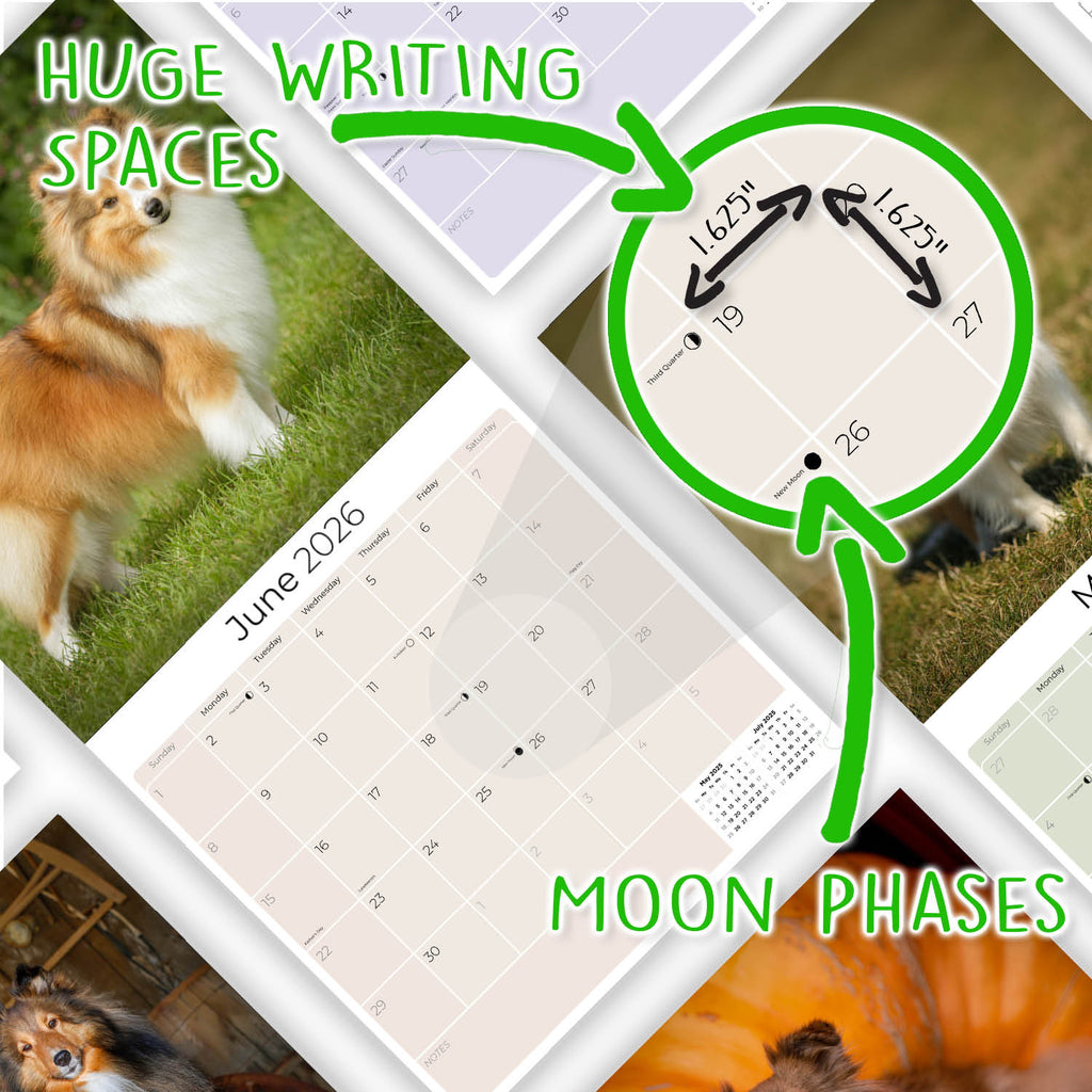 Shetland Sheepdog Wall Calendar 2026