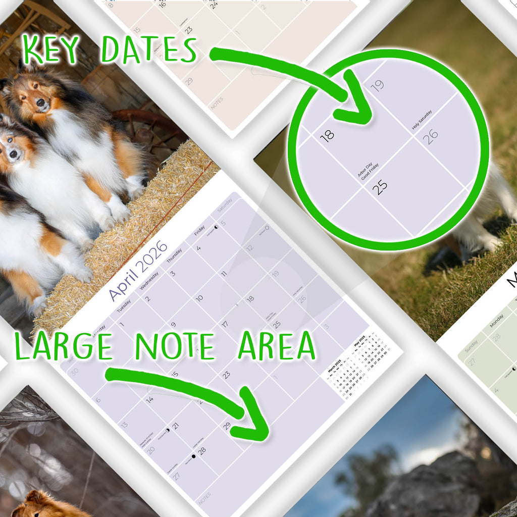 Shetland Sheepdog Wall Calendar 2026