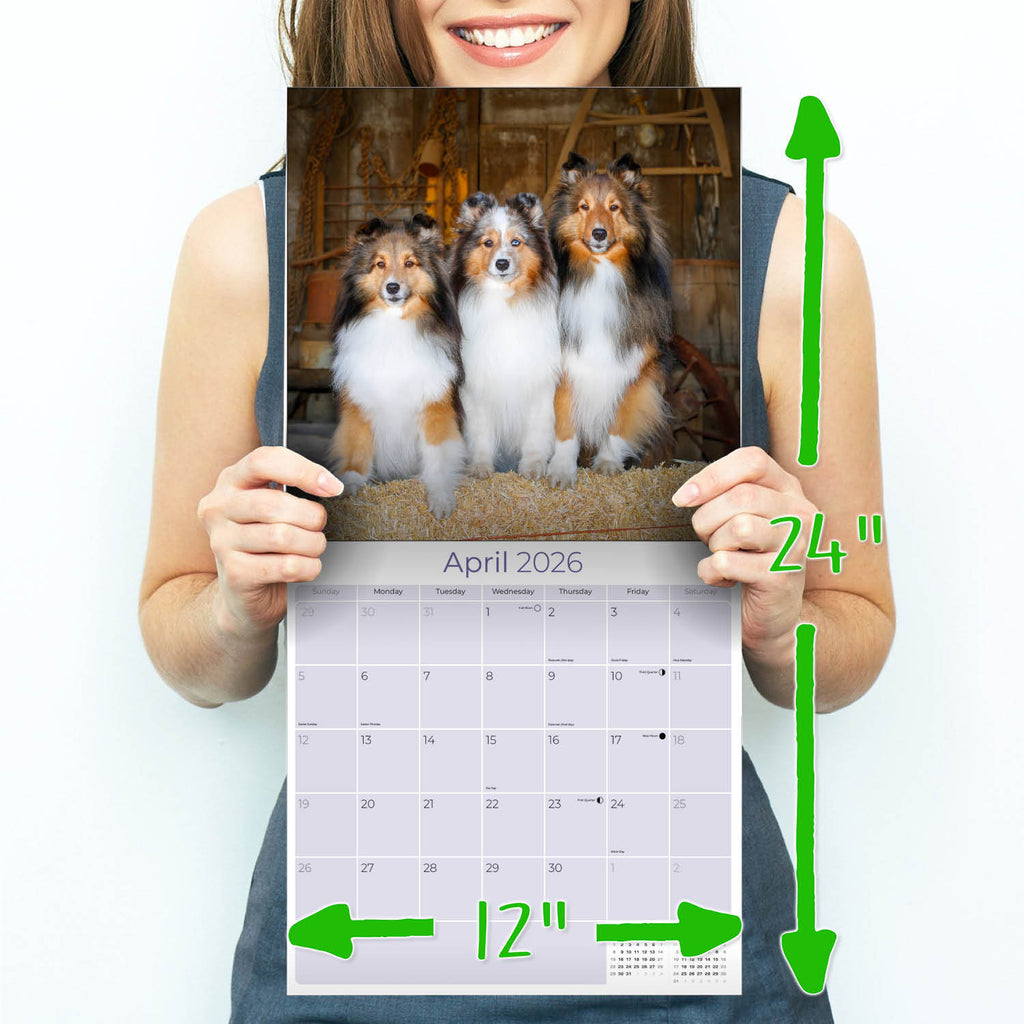 Shetland Sheepdog Wall Calendar 2026