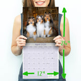 Shetland Sheepdog Wall Calendar 2026
