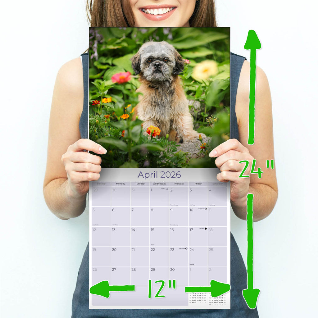 Shih Tzu Wall Calendar 2026
