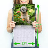 Shih Tzu Wall Calendar 2026