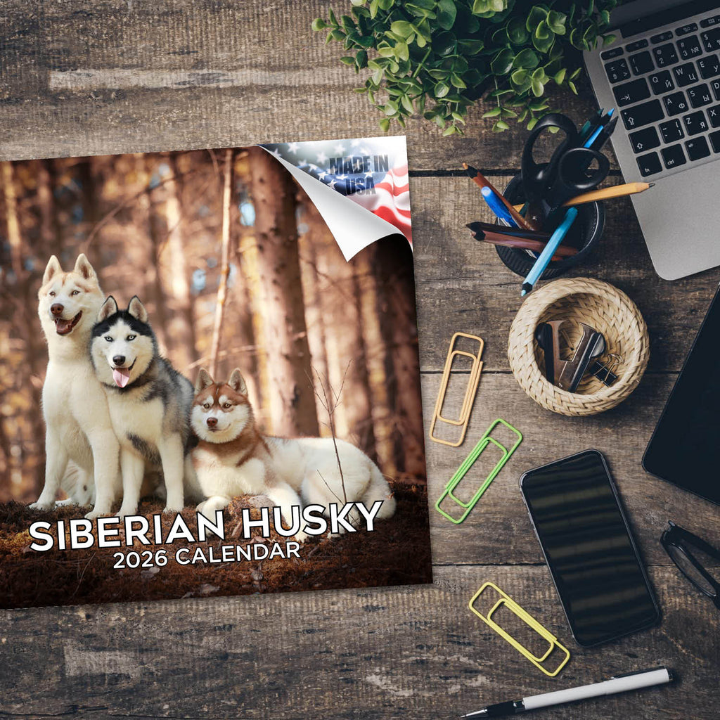 Siberian Husky Wall Calendar 2026