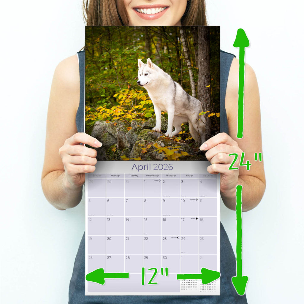 Siberian Husky Wall Calendar 2026
