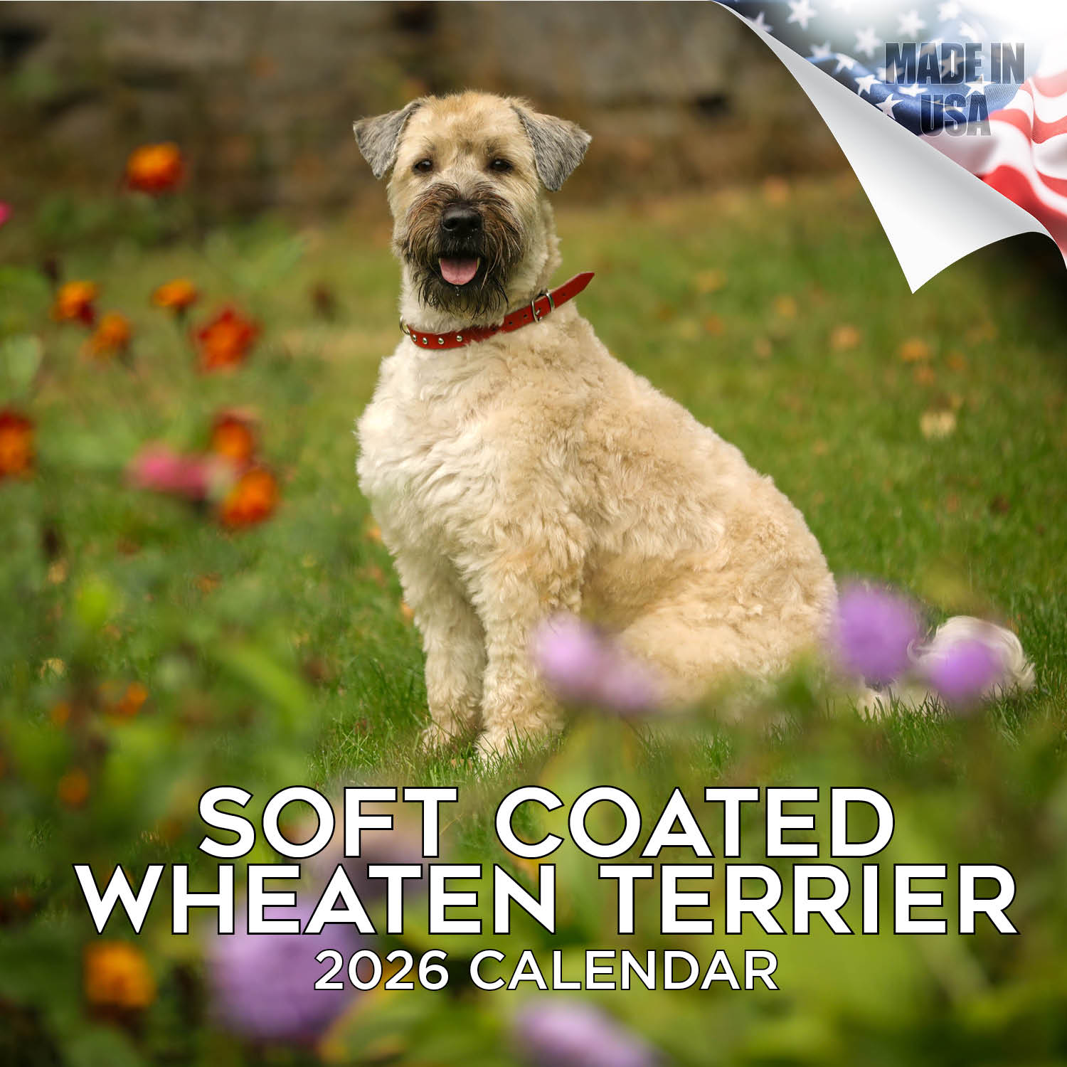 Softcoat Wheaten Terrier Wall Calendar 2026