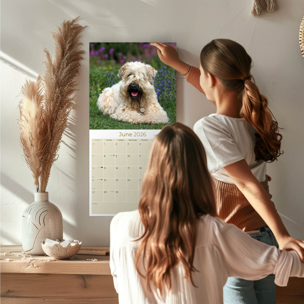 Softcoat Wheaten Terrier Wall Calendar 2026