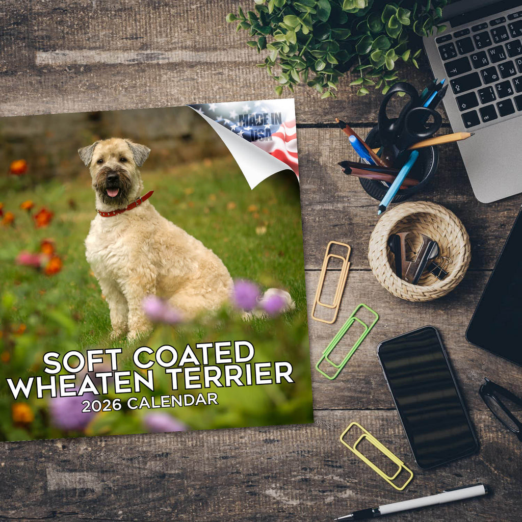 Softcoat Wheaten Terrier Wall Calendar 2026