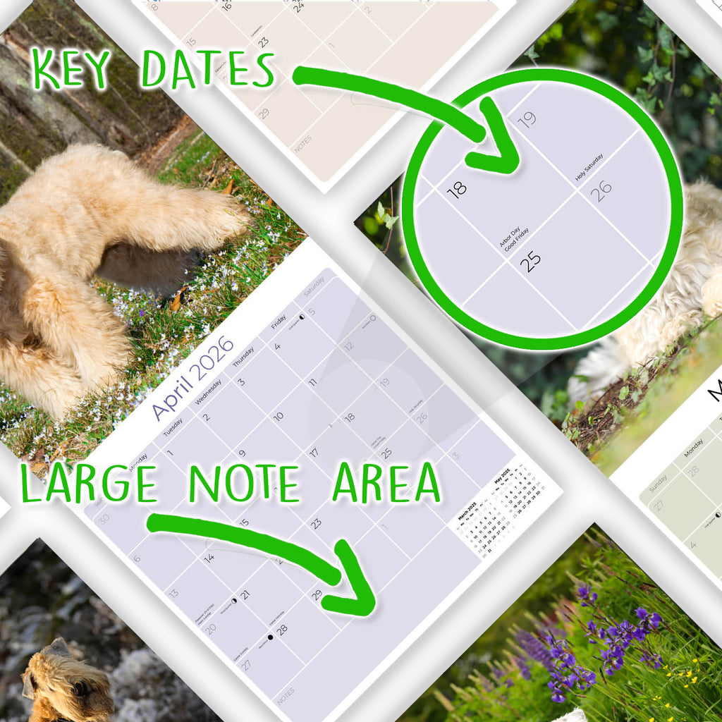 Softcoat Wheaten Terrier Wall Calendar 2026