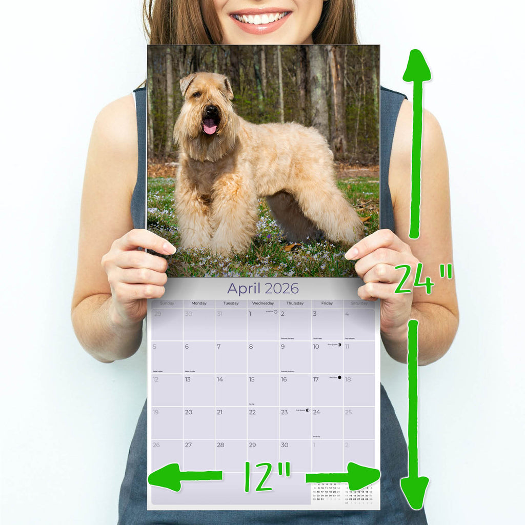 Softcoat Wheaten Terrier Wall Calendar 2026