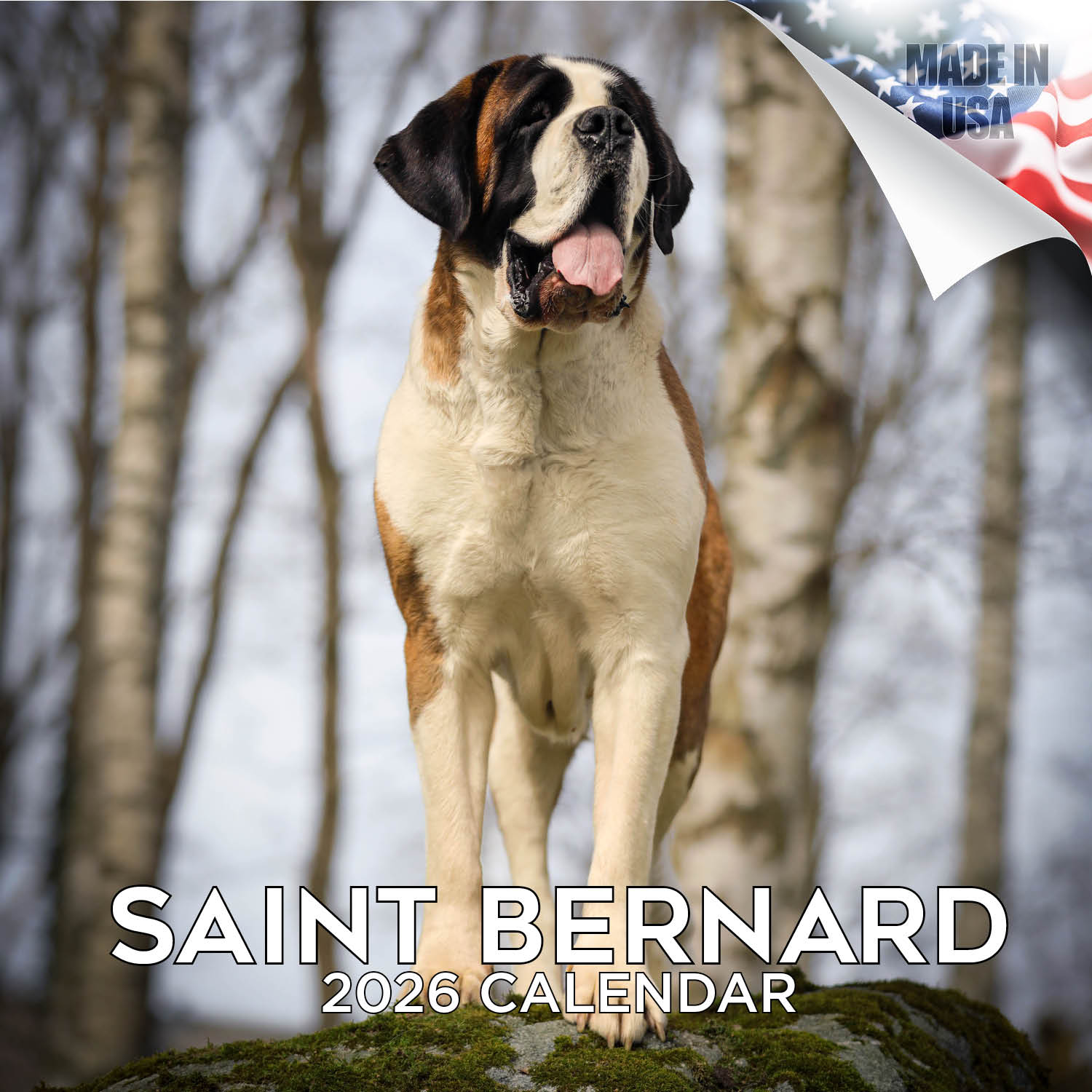 St Bernard Wall Calendar 2026