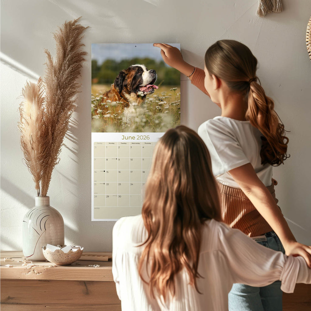 St Bernard Wall Calendar 2026