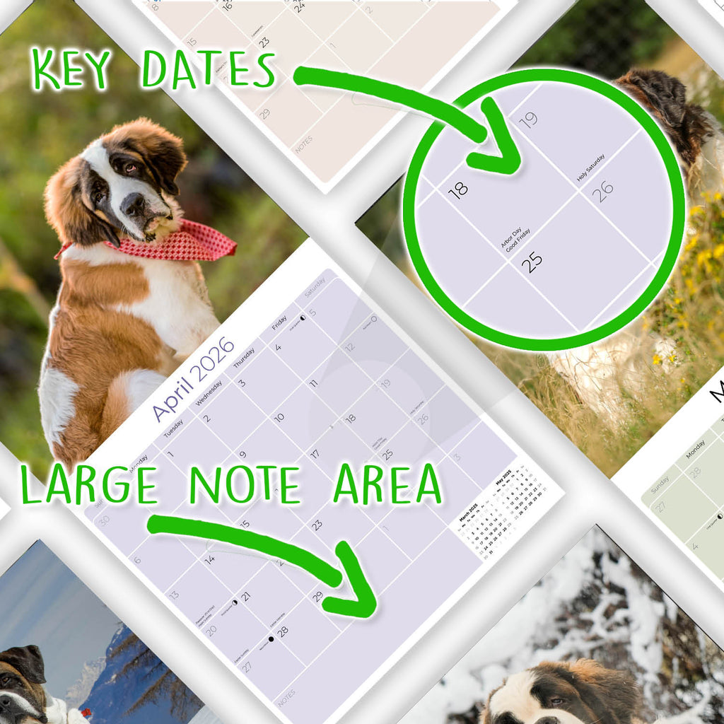 St Bernard Wall Calendar 2026