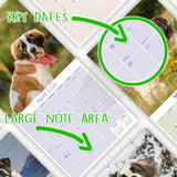 St Bernard Wall Calendar 2026