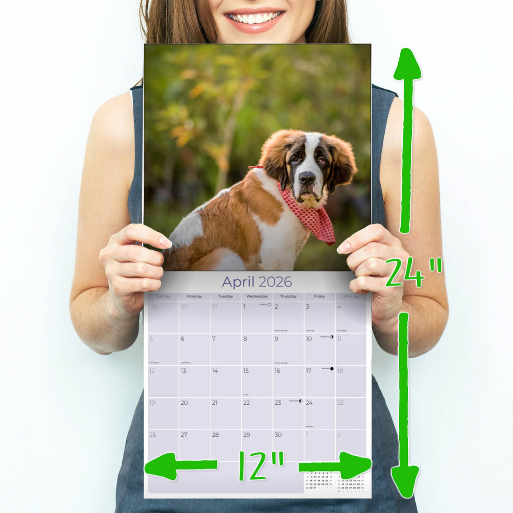 St Bernard Wall Calendar 2026