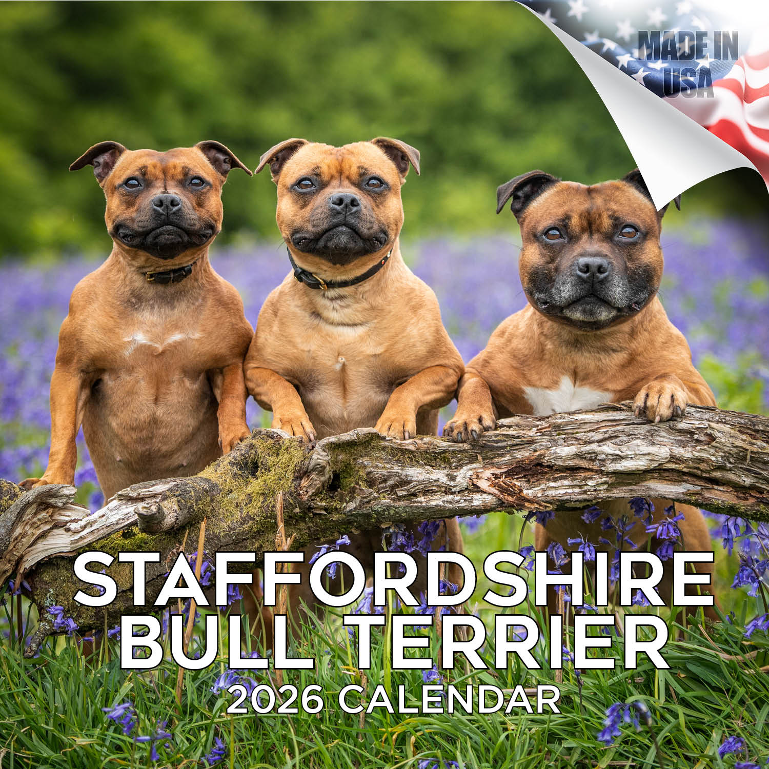 Staffordshire Bull Terrier Wall Calendar 2026