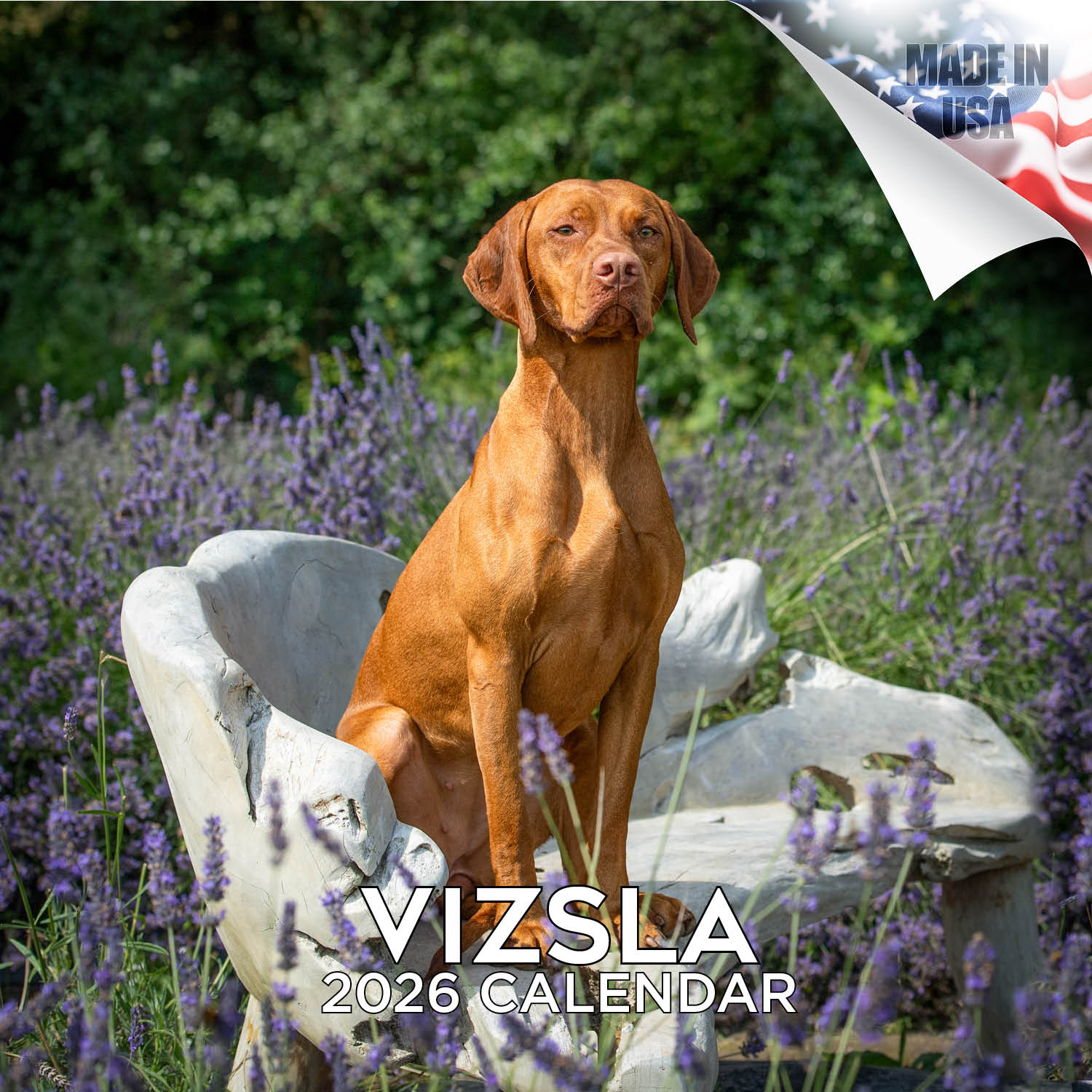 Vizsla Wall Calendar 2026