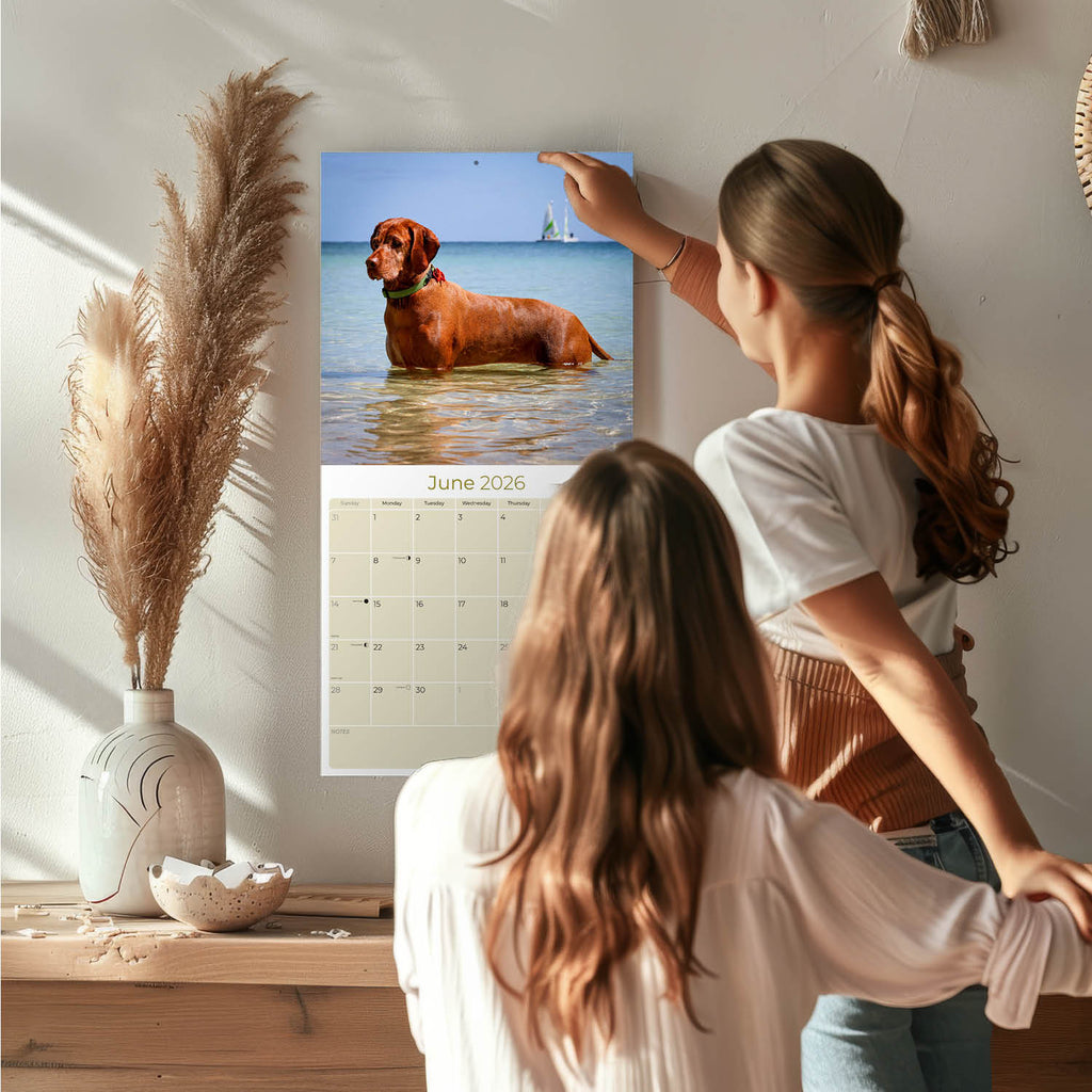 Vizsla Wall Calendar 2026