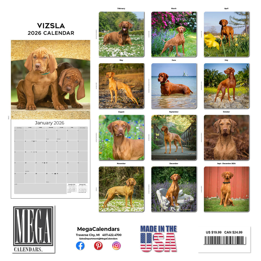 Vizsla Wall Calendar 2026