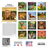 Vizsla Wall Calendar 2026