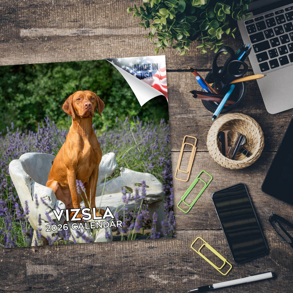Vizsla Wall Calendar 2026