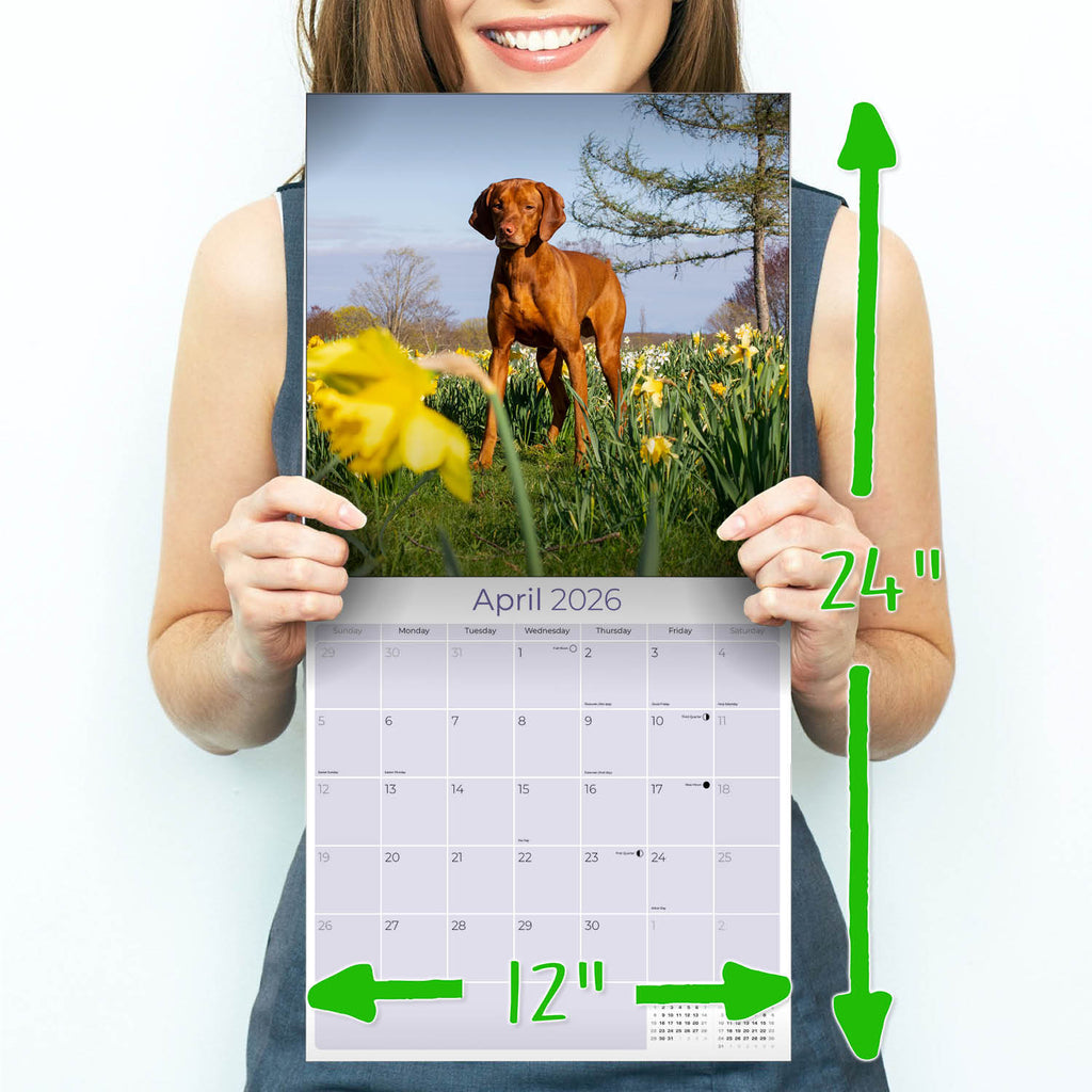 Vizsla Wall Calendar 2026