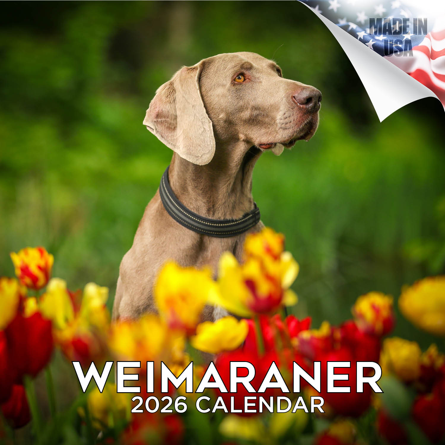 Weimaraner Wall Calendar 2026