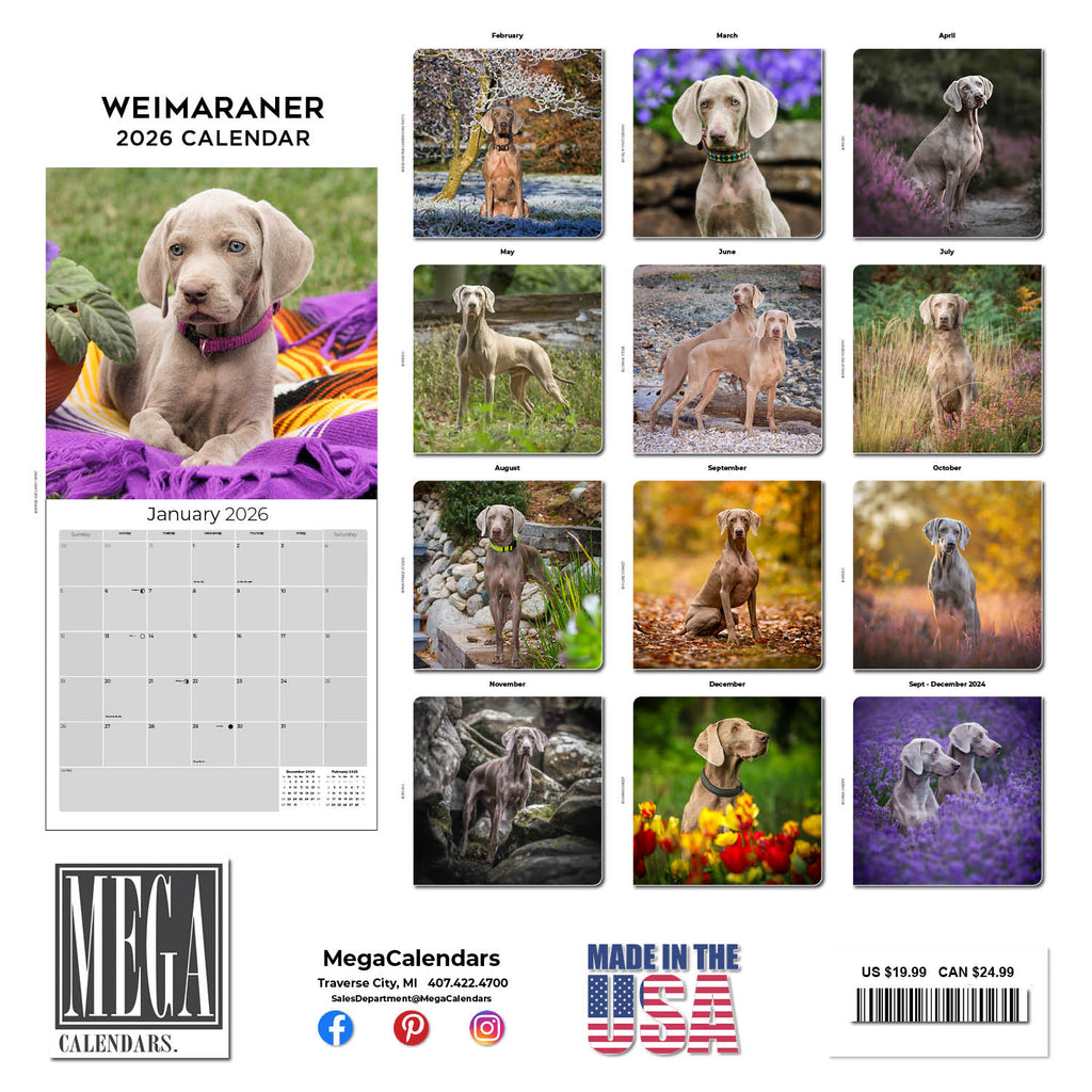 Weimaraner Wall Calendar 2026