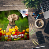 Weimaraner Wall Calendar 2026
