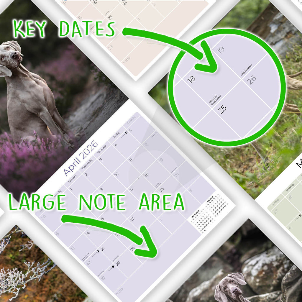 Weimaraner Wall Calendar 2026