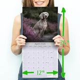 Weimaraner Wall Calendar 2026
