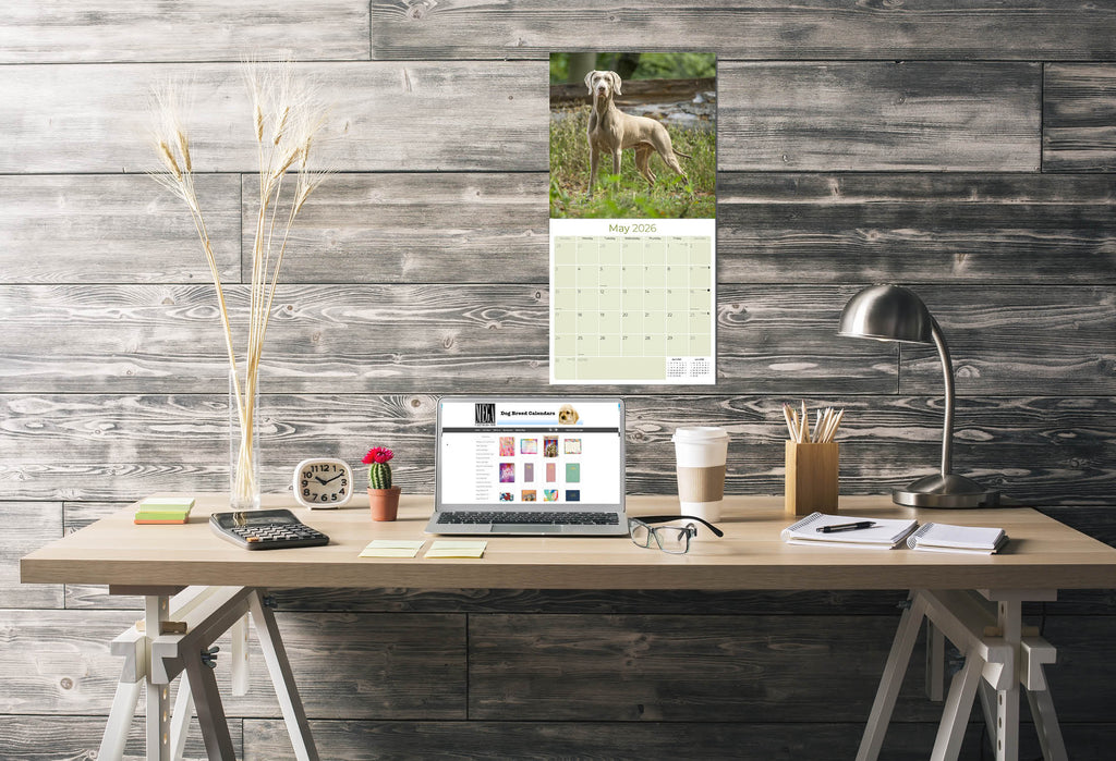 Weimaraner Wall Calendar 2026
