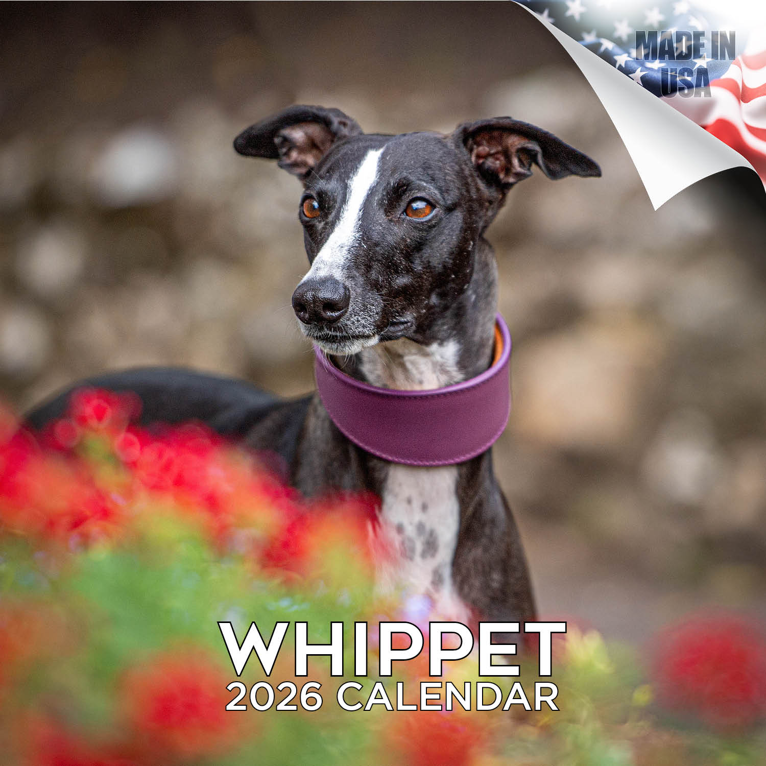 Whippet Wall Calendar 2026