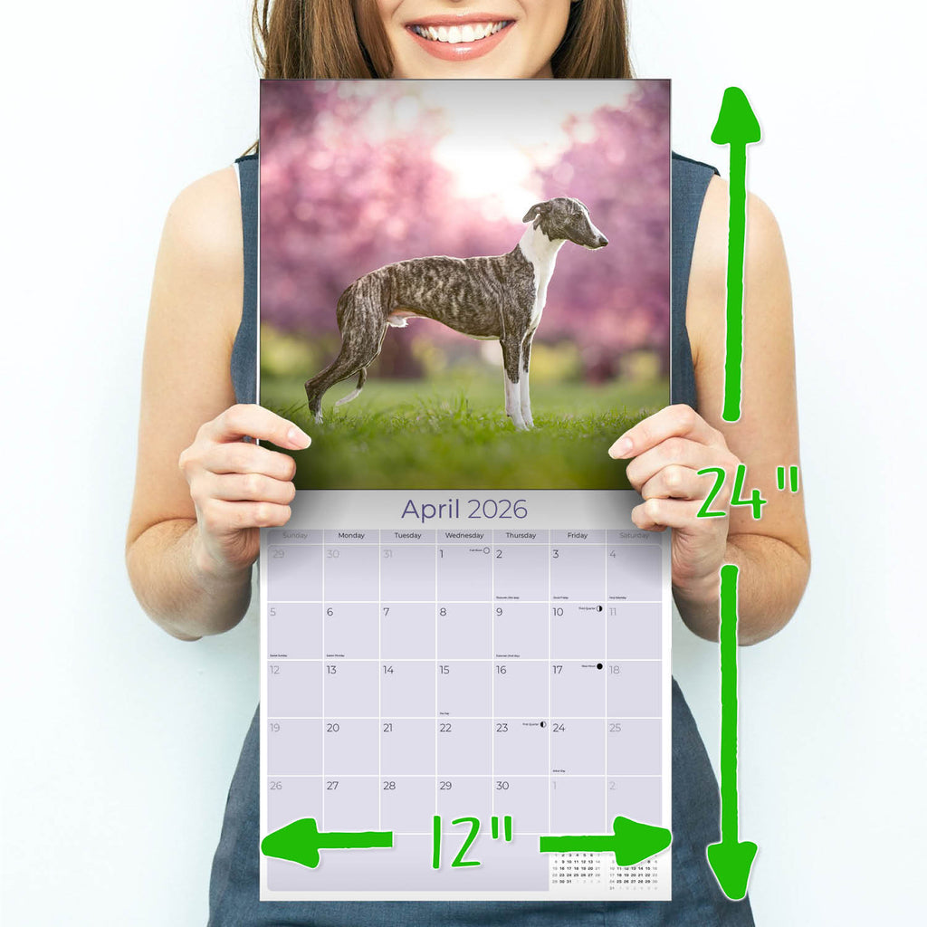 Whippet Wall Calendar 2026