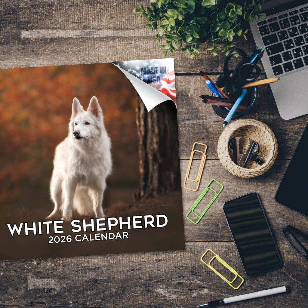 White Shepherd Wall Calendar 2026