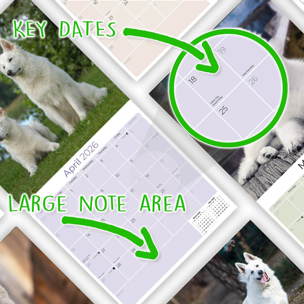 White Shepherd Wall Calendar 2026