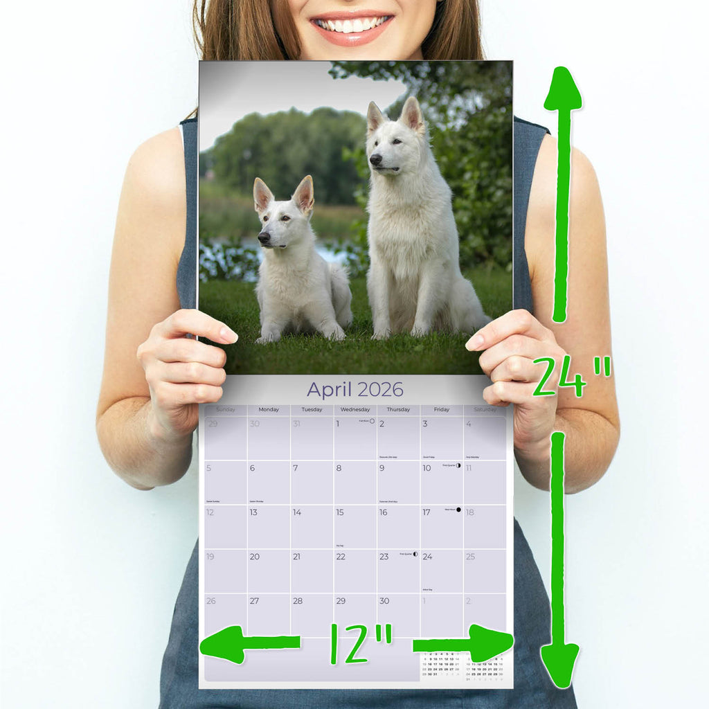White Shepherd Wall Calendar 2026