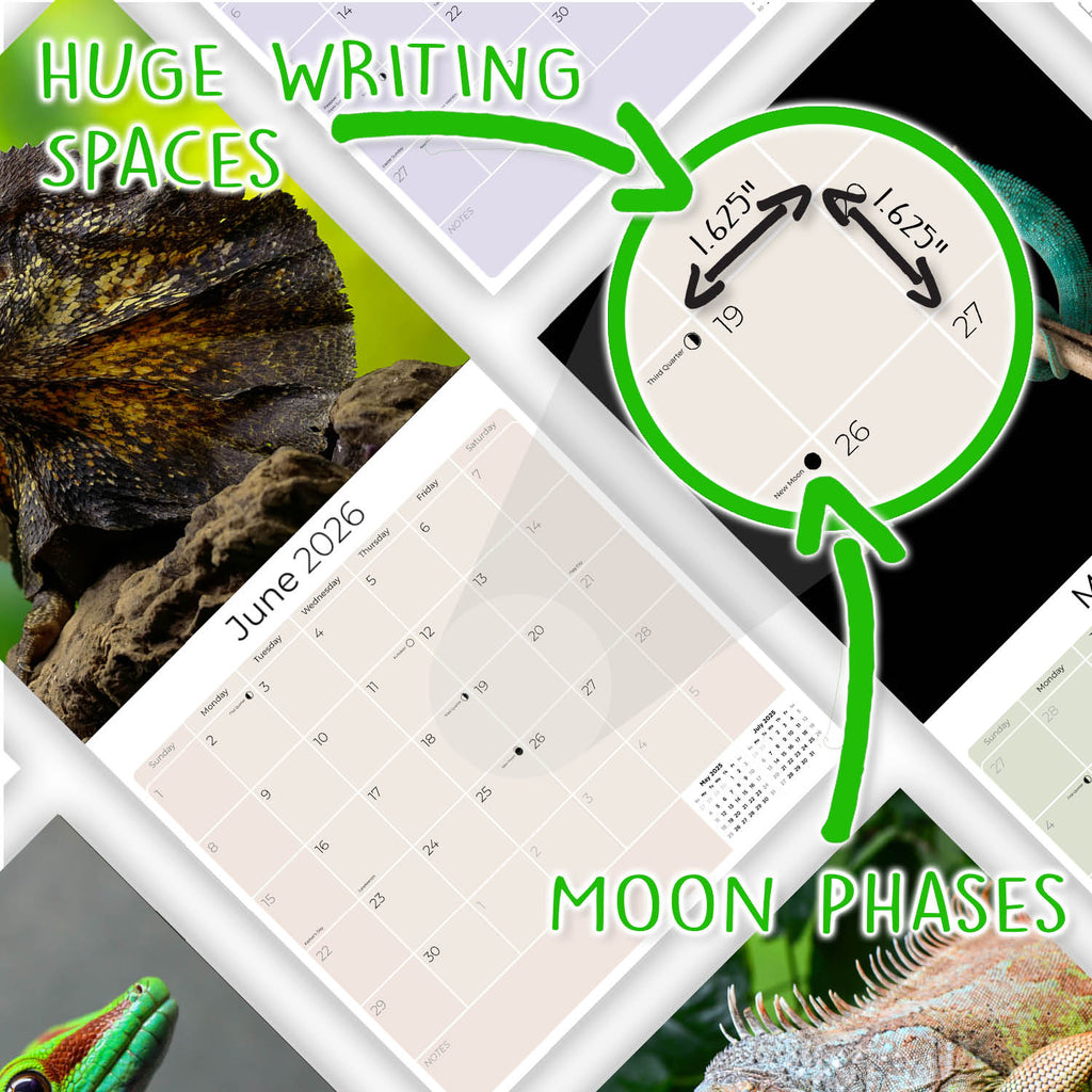 Lizards Wall Calendar 2026