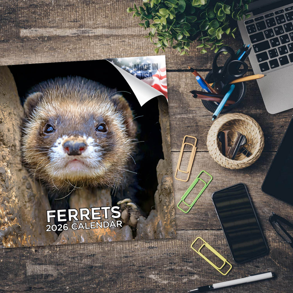 Ferrets Wall Calendar 2026