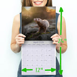 Ferrets Wall Calendar 2026