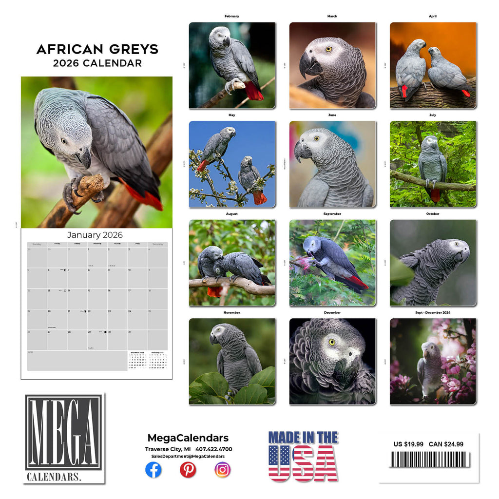 African Greys Wall Calendar 2026