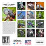 African Greys Wall Calendar 2026
