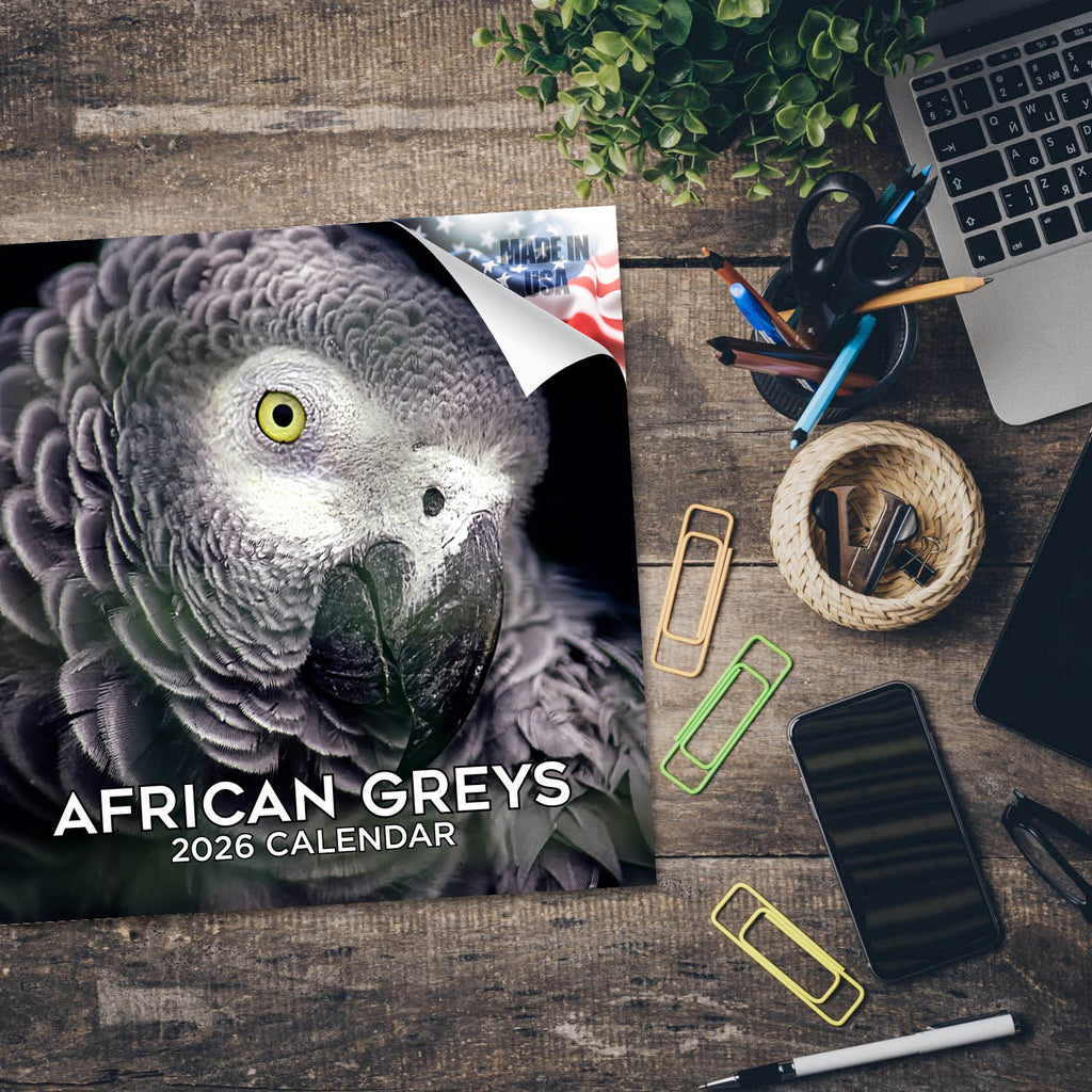 African Greys Wall Calendar 2026