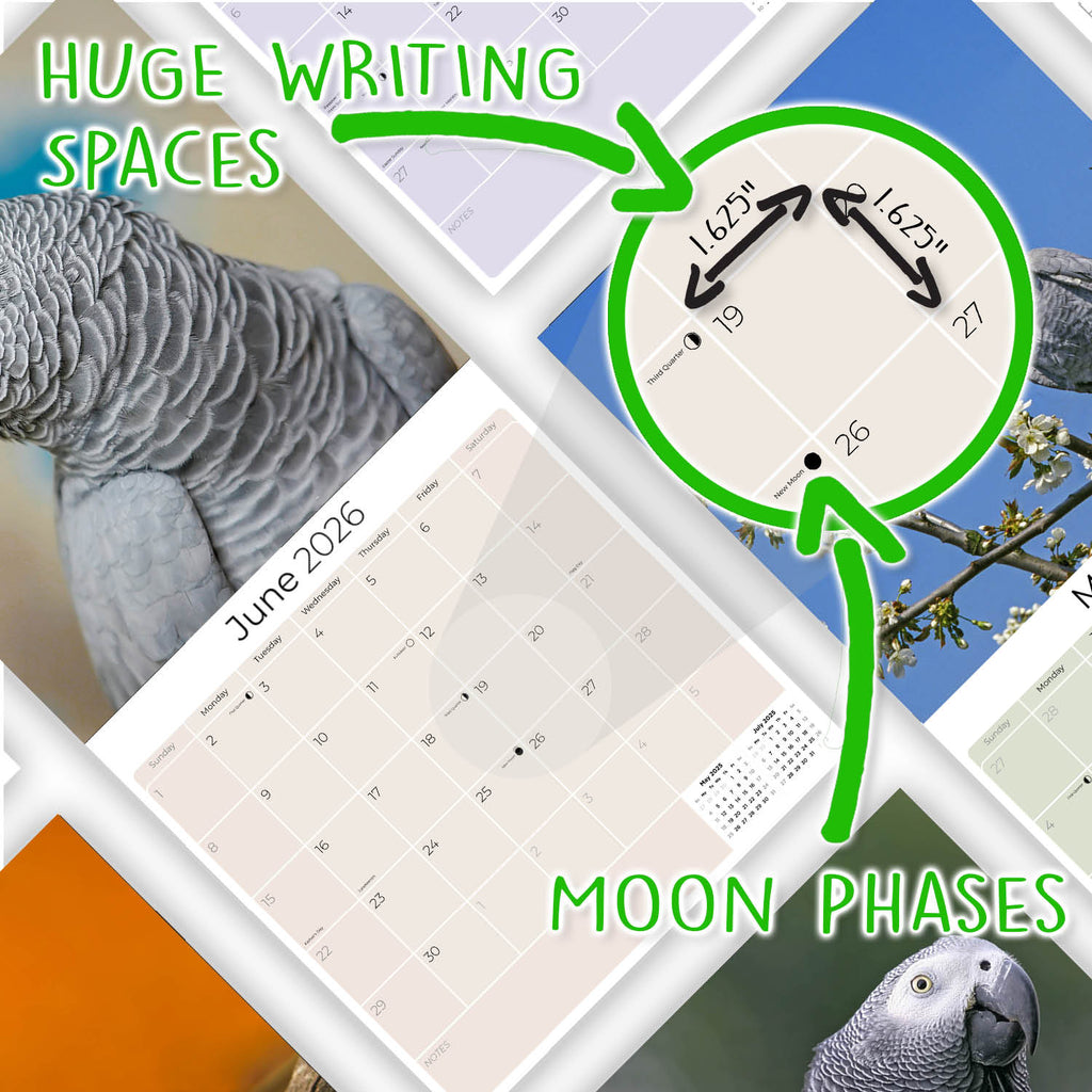 African Greys Wall Calendar 2026