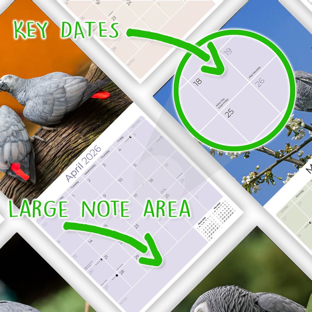 African Greys Wall Calendar 2026